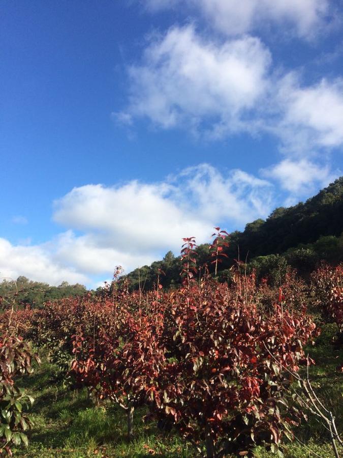Pousada Parque Das Pitangueiras Flores da Cunha Luaran gambar